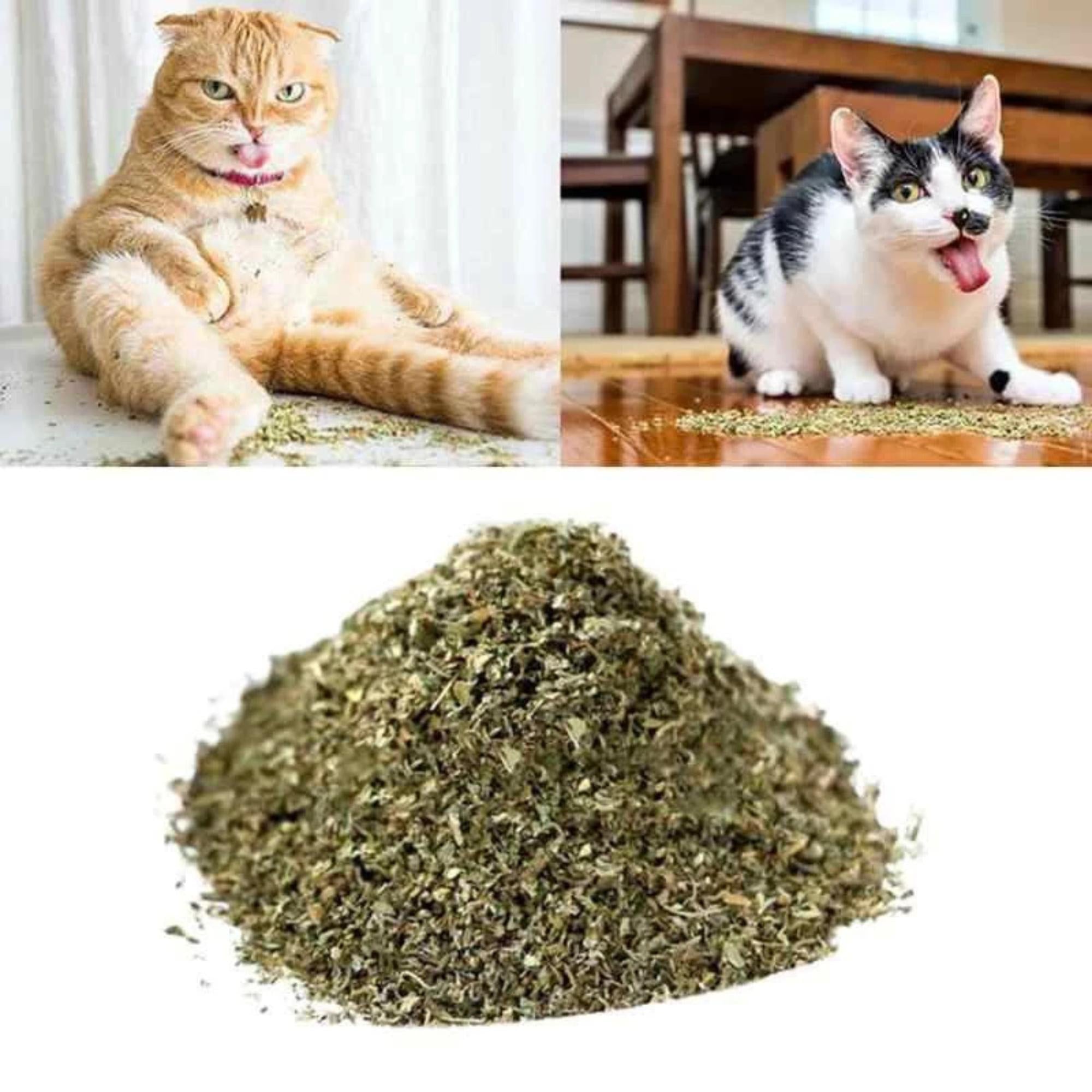 Kit 10 Pacotinhos Catnip Premium Caindi + 1 Palito Matatabi Orgânico Natural Alta Eficácia Rende Muito