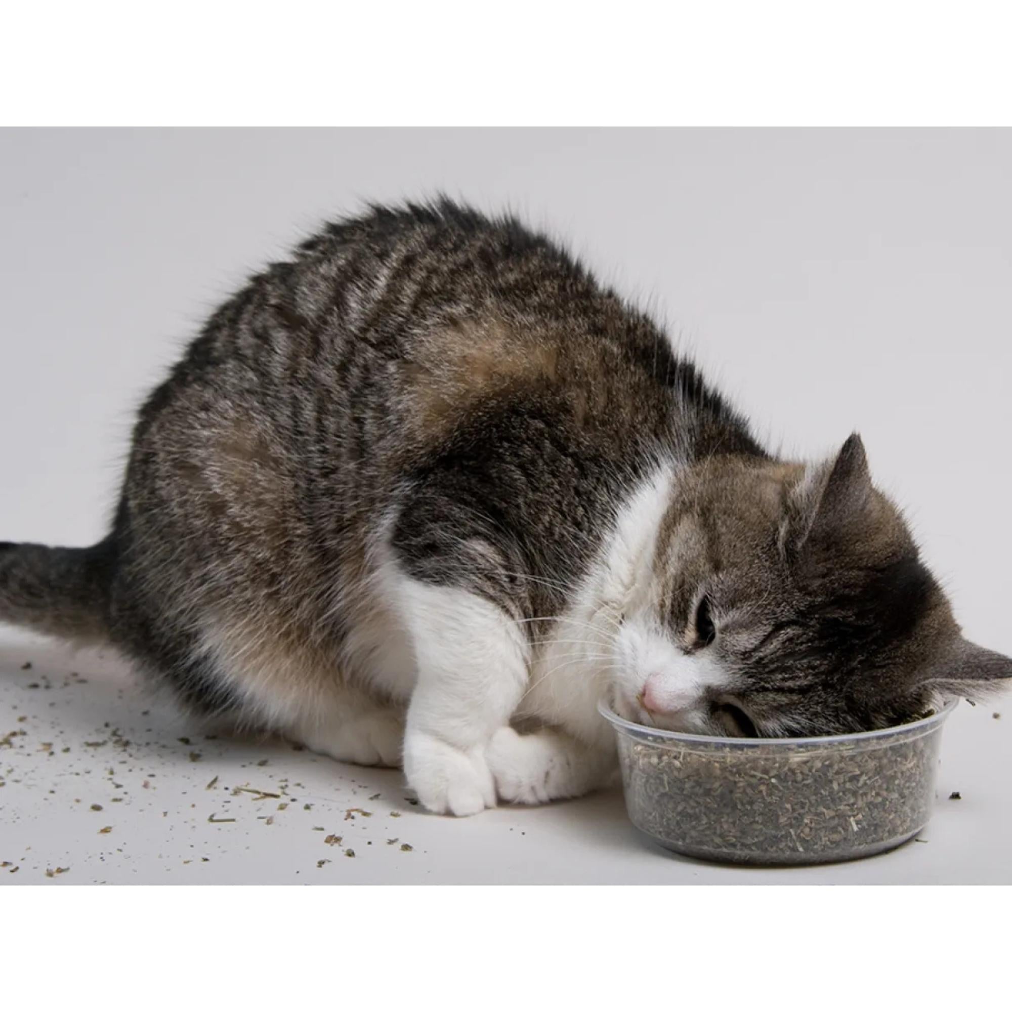 Kit 10 Pacotinhos Catnip Premium Caindi + 1 Palito Matatabi Orgânico Natural Alta Eficácia Rende Muito
