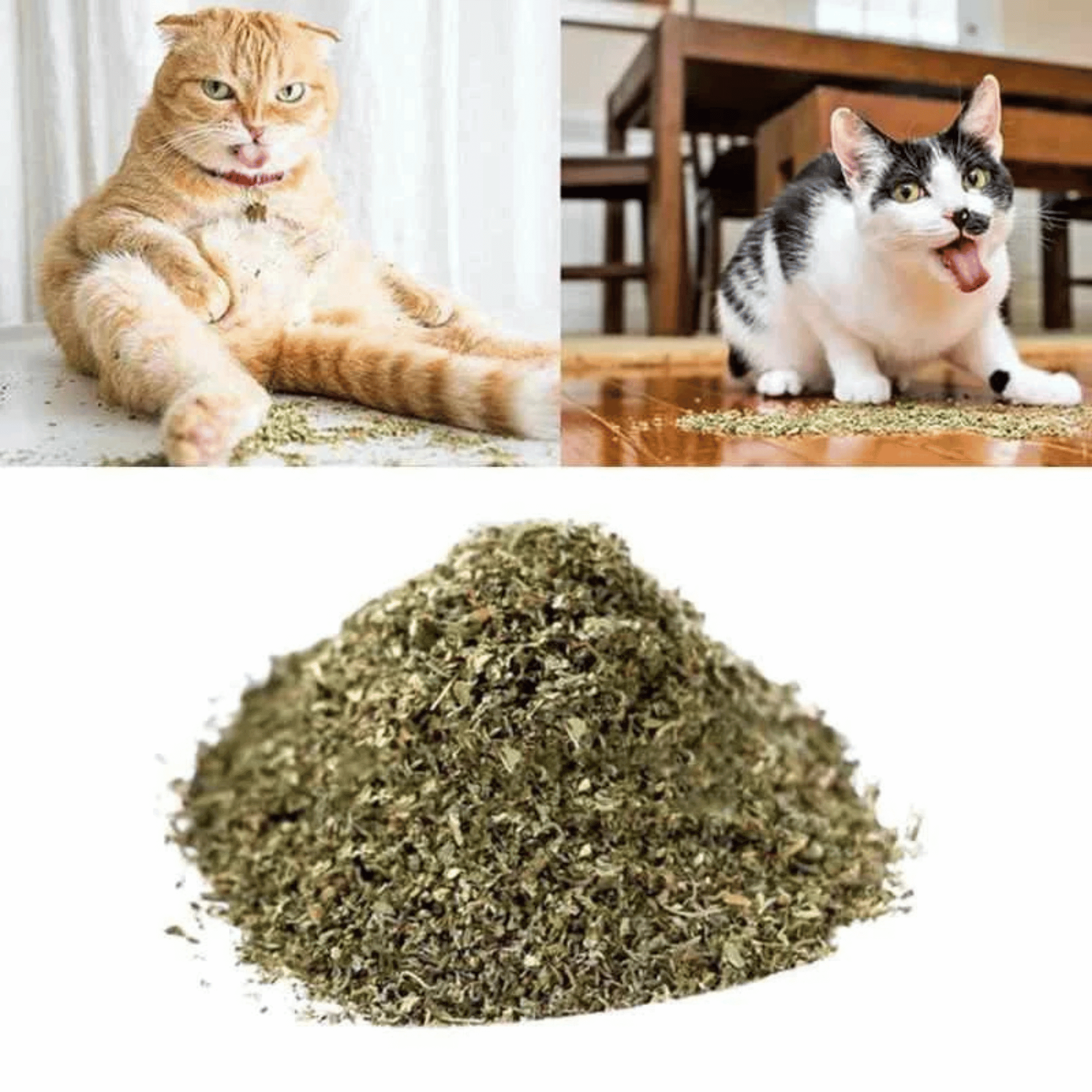 Kit 10 Pacotinhos Catnip Premium Caindi + 1 Palito Matatabi Orgânico Natural Alta Eficácia Rende Muito (Cópia)